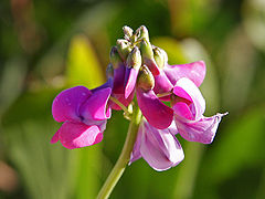 Fabaceae flower