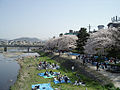 People enjoying Hanami