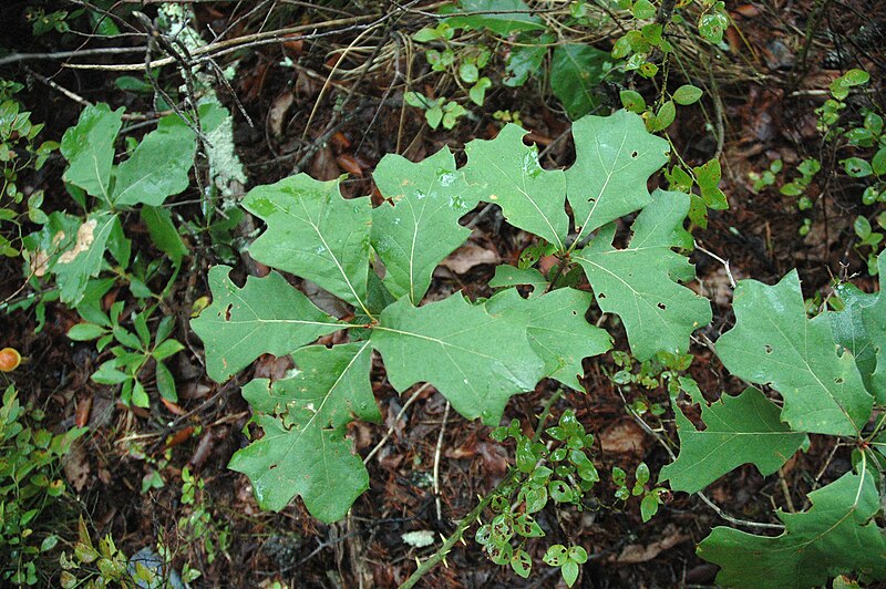 File:Quercus ilicifolia (23796934279).jpg