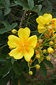 * Nomination Flowers of Silk-Cotton tree (Cochlospermum religiosum). Prenn 02:59, 26 December 2012 (UTC) * Promotion Good quality. --Poco a poco 08:14, 26 December 2012 (UTC)