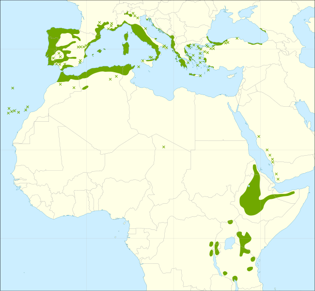 File:Erica arborea range.svg