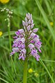 * Nomination Inflorescence of Orchis militaris in Onet l'Église, commune of Sébazac-Concoures, Aveyron, France. --Tournasol7 06:36, 3 August 2019 (UTC) * Promotion  Support Good quality. --Ercé 08:48, 3 August 2019 (UTC)