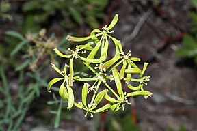 Lomatium brandegeei