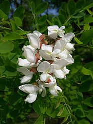 Robinia Pseudoacacia flower