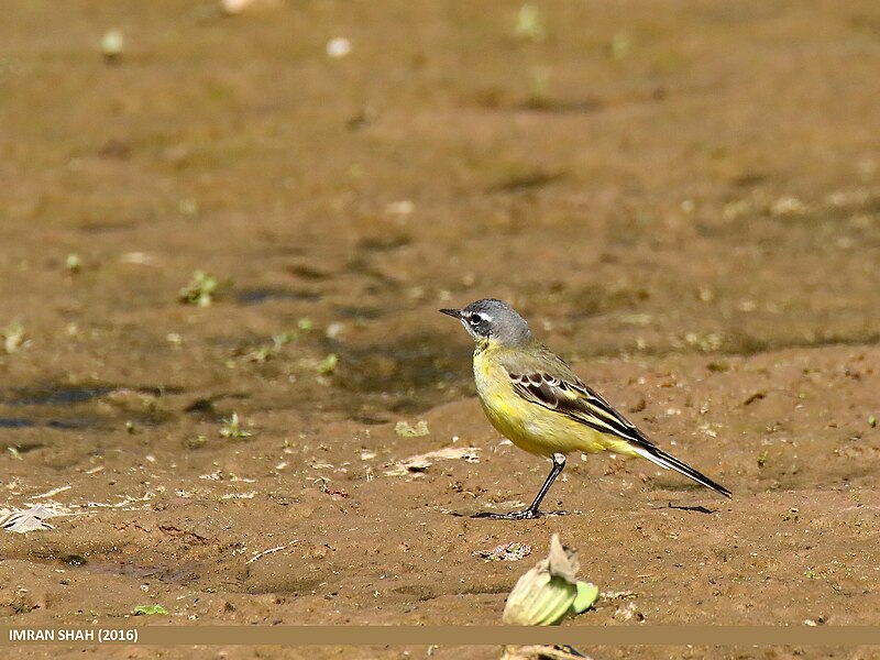 File:Yellow Wagtail (Motacilla flava) (24850568314).jpg