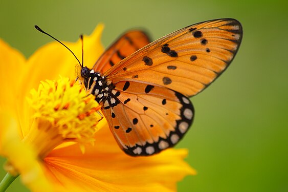 Acraea in Aceh