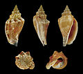 * Nomination Shell of an Olydia Conch, Canarium olydium --Llez 07:37, 1 January 2012 (UTC) * Promotion QI for me--Holleday 12:04, 1 January 2012 (UTC)