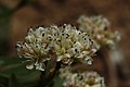 Eriogonum pyrolifolium