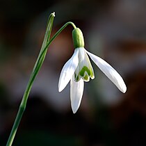 snowdrop (Galanthus nivalis)