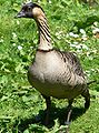 Hawaiian Goose