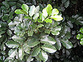 Kohekohe has large glossy leaves