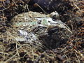 Deutsch: Schmuck-Hornfrosch (Ceratophrys ornata) im Fossilium des Tierparks Bochum. English: Argentine Horn Frog (Ceratophrys ornata) in the fossilium of the Tierpark Bochum, Germany.   This file was uploaded with Commonist.