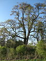 tree in late winter