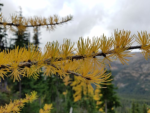 Larix occidentalis in fall