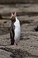 * Nomination A rare Yellow-eyed Penguin crying to the sky, picture taken in Curio Bay / New Zealand --Chmehl 06:40, 23 March 2008 (UTC) * Promotion Good Richard Bartz 13:08, 23 March 2008 (UTC)