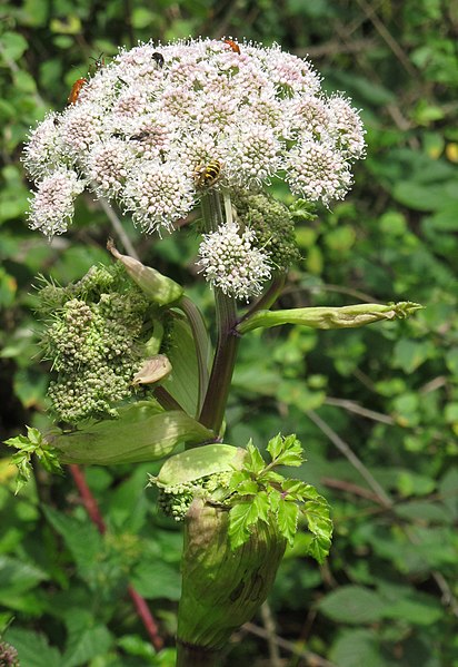 File:Angelica sylvestris RF.jpg