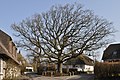 * Nomination Oak and war memorial, Brodersby, Germany. --Ajepbah 22:16, 23 November 2012 (UTC) * Promotion Could you please sharpen and correct perspective? Mattbuck 13:28, 1 December 2012 (UTC)  Done Perspective correction, sharpened, thx for review --Ajepbah 18:30, 1 December 2012 (UTC) Still quite unsharp. Mattbuck 11:58, 2 December 2012 (UTC)  Done last attempt ;-) ... and thank you for review again! --Ajepbah 19:02, 2 December 2012 (UTC) Much better. Mattbuck 07:32, 3 December 2012 (UTC)