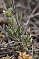 Cerastium arvense