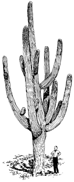 File:Giant Cactus (PSF).png