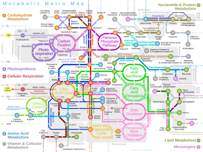 Metro-style Map of Metabolism