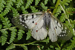 Parnassius smintheus