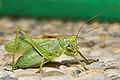 * Nomination Tettigonia cantans --Ernie 07:13, 10 August 2009 (UTC) * Promotion Main content in focus, good light; overall good --D-Kuru 22:05, 14 August 2009 (UTC)