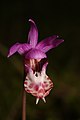 Calypso bulbosa