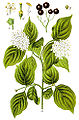 Cornus sanguinea (as syn. Cornus foemina) vol. 12 - plate 39 in: Jacob Sturm: Deutschlands Flora in Abbildungen (1796)