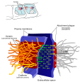 * Nomination Cell junction, desmosome--LadyofHats 11:36, 14 March 2008 (UTC) * Promotion Good again. Can you just capitalize the p of plasma membrane? Lycaon 10:41, 15 March 2008 (UTC)