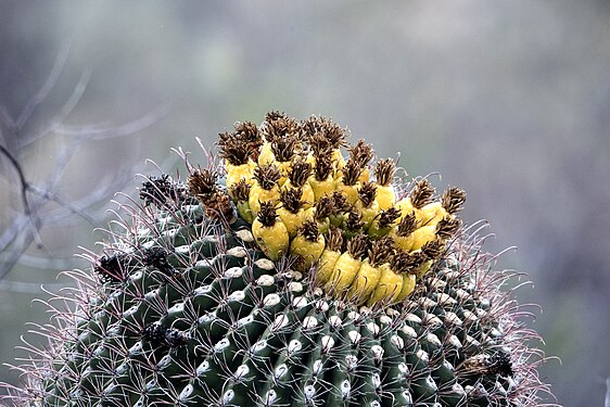 Fishhook Barrel Cactus, Catalina State Park, Tucson, Arizona.