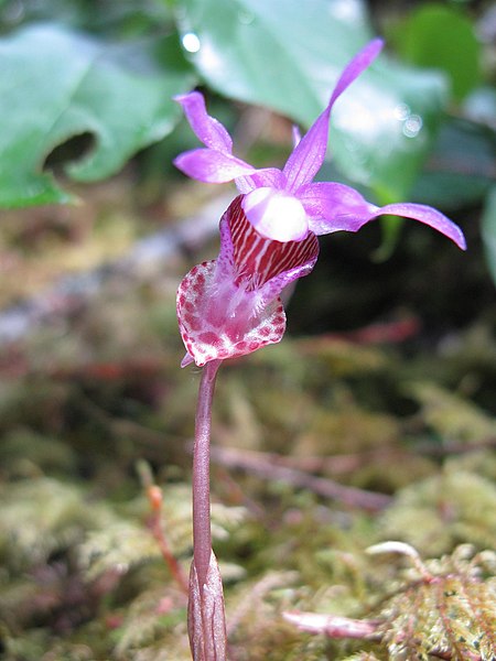 File:Grinning Calypso Orchid (2527292812).jpg