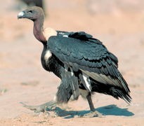 January 29: Gyps bengalensis, the oriental whitebacked vulture, is critically endangered.