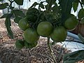 Tomatoes Black macigno hybrid by hydroponics