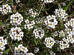 Lobularia maritima1.jpg