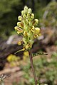 Pedicularis bracteosa