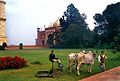 Animal-drawn lawn mower, India (2005)