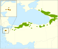 Abies nordmanniana