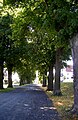 Historische Allee am Obertor