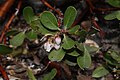 Arctostaphylos nevadensis