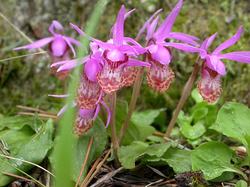 File:Calypso bulbosa - panoramio.jpg