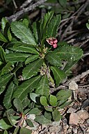 Chimaphila umbellata