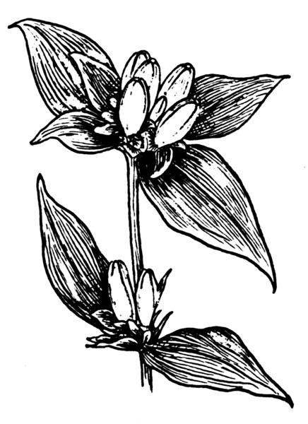 File:Gentian (PSF).png