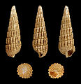 * Nomination Shell of a fossil gastropod, Granulolabium plicatum var. papillatum --Llez 05:49, 4 December 2012 (UTC) * Promotion Very good and useful.--ArildV 07:11, 4 December 2012 (UTC)