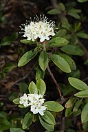 Ledum glandulosum