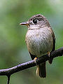 Muscicapa muttui (cat.)