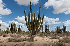 Pachycereus pringlei forest