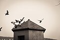 * Nomination Pigeons in Lindenhof park, Zürich. --Ximeg 23:36, 18 December 2012 (UTC) * Decline Interesting but no QI to me (b/w, partly unsharp, vignetting). --A.Savin 08:22, 27 December 2012 (UTC)