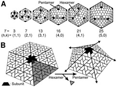 February 17: The geodesic architecture of viral capsids. .