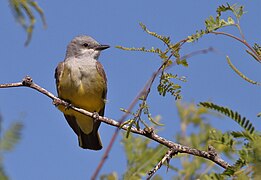 WesternKingbird-1MAY2017.jpg