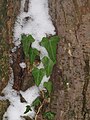   stem with snow